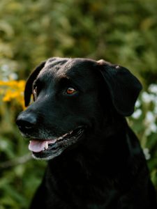 OFTW Beside Me Duke of Millsgang Philipp Birchbauer Labrador Retriever Zucht Österreich Gundogs Studdog