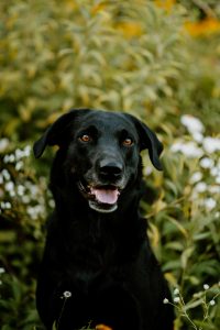 OFTW Beside Me Duke of Millsgang Philipp Birchbauer Labrador Retriever Zucht Österreich Gundogs Field Trial Winner