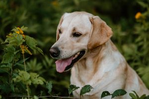 Elea of Millsgang Labrador Retriever Hündin Arbeitslinie Gundog Österreich Steiermark Zucht Hündin Bitch