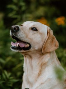 Elea Labrador Retriever Hündin Arbeitslinie Gundog Österreich Steiermark Zucht Bitch