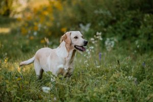 Elea Labrador Retriever Hündin Arbeitslinie Gundog Österreich Steiermark Zucht Hündin Bitch Field Trial Open Winner