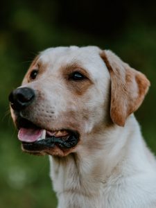 Millsgang Ari - Ein Labrador Retriever Rüde aus Arbeitslinie