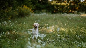 Millsgang Gundogs Working Labrador Retriever Zucht Jersey Girl Elea of Millsgang Jagdhund