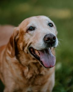 Best Coco vom Kapinberg Labrador Retriever Arbeitslinie Zucht Millsgang Gundogs Österreich
