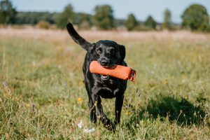 OFTW Beside Me Duke of Millsgang Philipp Birchbauer Labrador Retriever Zucht Österreich Gundogs Field Trial
