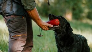 OFTW Beside Me Duke of Millsgang Philipp Birchbauer Labrador Retriever Zucht Österreich Gundogs Studdog Working Test Dummyarbeit