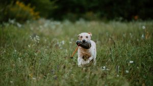 Millsgang Gundogs Working Labrador Retriever Jersey Girl Elea of Millsgang Jagdhund