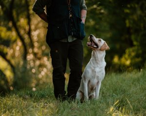 Millsgang Gundogs Working Labrador Retriever Arbeitslinie Jersey Girl Elea of Millsgang Will-to-please
