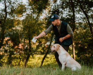 Philipp Birchbauer Millsgang Gundogs Working Labrador Retriever Arbeitslinie Dummyarbeit Jersey Girl Elea of Millsgang