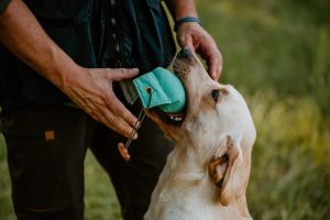Elea of Millsgang Labrador Retriever Hündin Arbeitslinie Gundog Österreich Steiermark Zucht Hündin Bitch ÖRC Dummysport Delivery