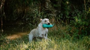 Elea of Millsgang Labrador Retriever Hündin Arbeitslinie Gundog Österreich Steiermark Zucht Hündin Bitch Field Trial Open Winner Austria Retrieversport Wasserarbeit