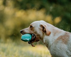 Elea of Millsgang Labrador Retriever Hündin Arbeitslinie Gundog Österreich Steiermark Zucht Hündin Bitch Field Trial Open Winner Austria