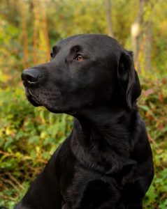 Int. FTCH AT FTCH Glenbriar Hiral "Hunter" Labrador Retriever aus Arbeitslinie Field Trial Champion