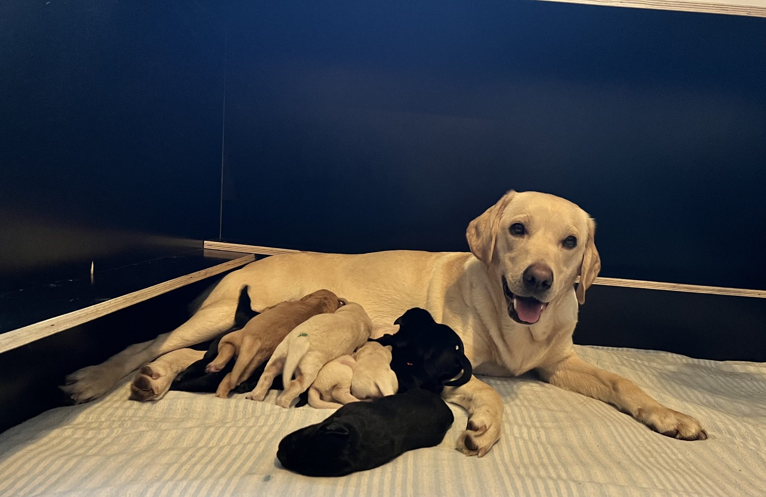 A-Wurf Millsgang Gundogs Labrador Retriever Jersey Girls Elea of Millsgang