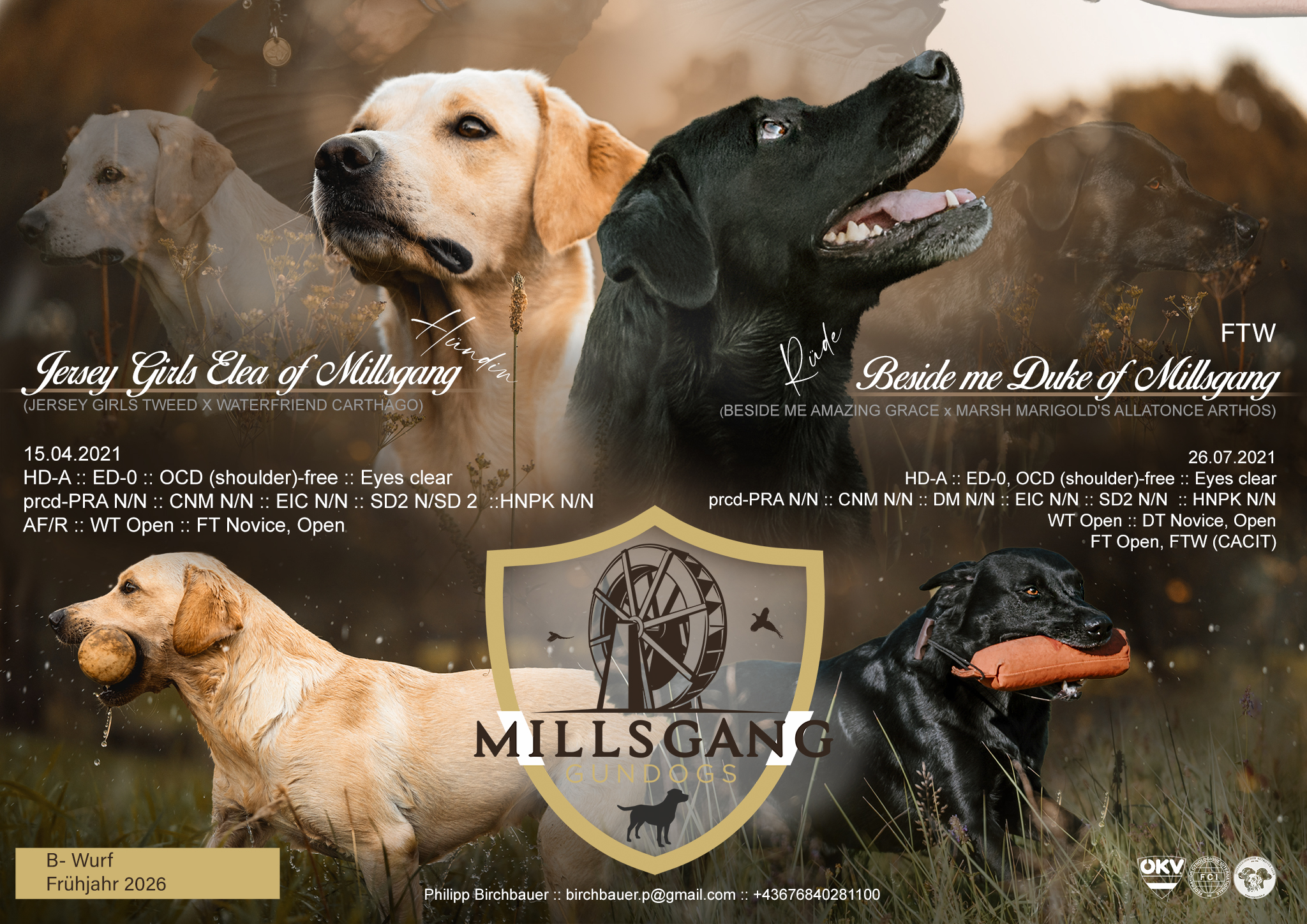 Millsgang Gundogs Labrador B Wurf